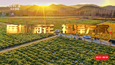 麻城菊花品牌登陆CCTV-4中文国际频道