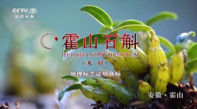 绿色瑰宝，滋养人生--霍山石斛，大自然的瑰宝