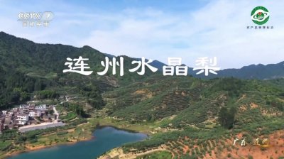 连州水晶梨登陆央视，连州市启动农产品区域公用品牌建设