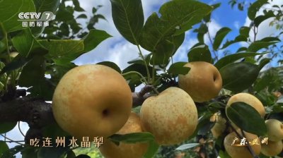 如何利用央视媒体打造农产品区域公用品牌？